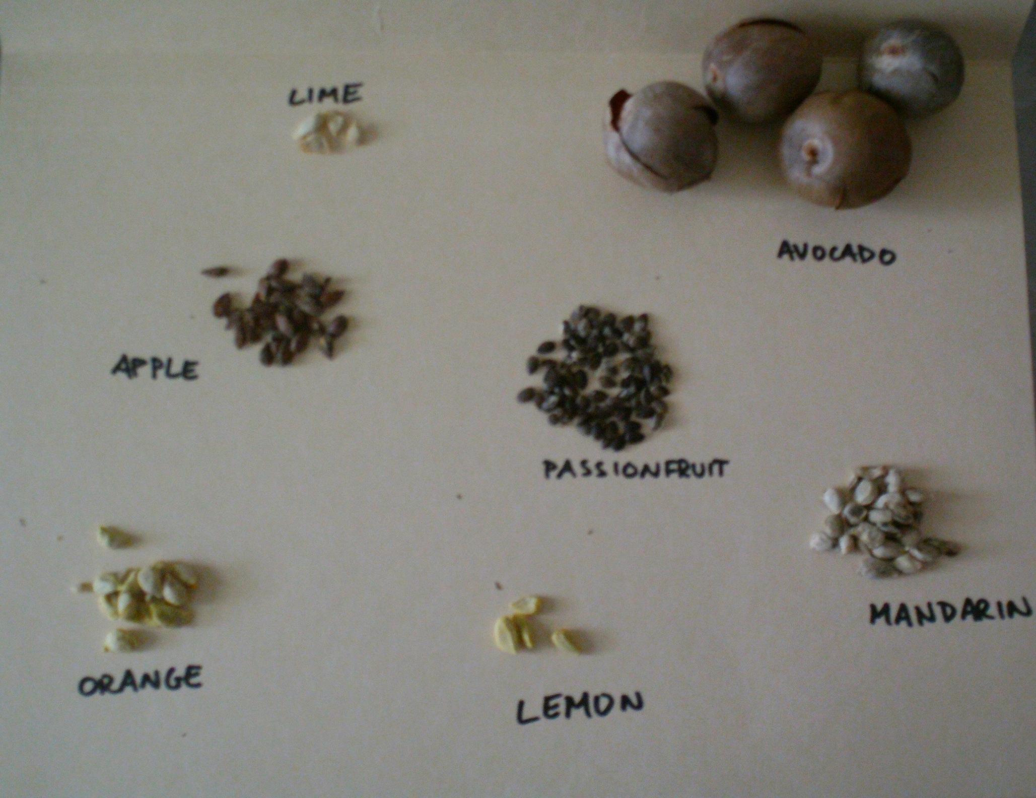 fruit seeds